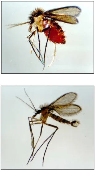Figura  2:  Fotografias  de  flebotomíneos  do  gênero  Lutzomyia:  fêmea  (em  cima)  e  macho (em baixo)