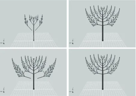 Figure 5. Upper row: Bottom branches removed in year 5 (left) and the tree’s shape after 12 years (right); Bottom row: Bottom branches
