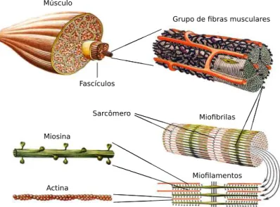 Figura 3.2: Estrutura geral do m´ usculo. Modificado de Binder et al. (2009).