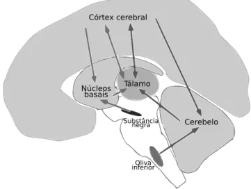 Figura 3.4: Intera¸c˜oes entre o cerebelo, os n´ ucleos basais e o c´ortex cerebral. Modificado de Doya (1999).