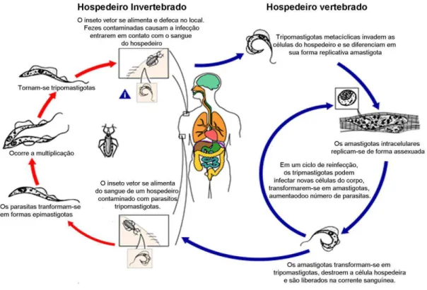 Figura  2  -  Ciclo  de  vida  do  Trypanosoma  cruzi  – O esquema representa o ciclo de vida do parasito,  destacando  suas  formas  (tripomastigota  metacíclica,  amastigota  intracelular,  epimastigota  e  tripomastigota)  bem  como  os  hospedeiros  on