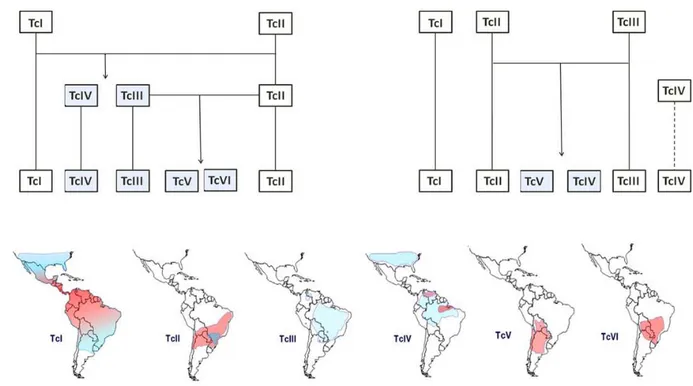 Figura  3  -  Relações  filogenéticas  entre  as  linhages  de  Trypanosoma  cruzi  –  A)  As  duas  principais  teorias  existentes que tentam explicar as relações filogenéticas entre as variadas populações de Trypanosoma cruzi