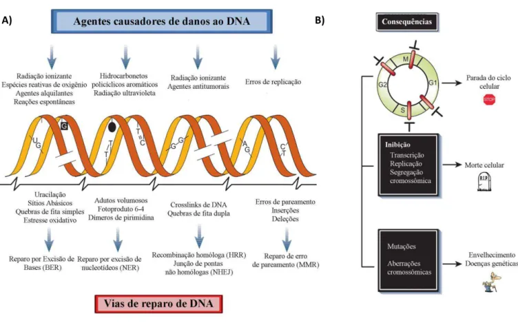 Figura 4 - Fontes de danos ao DNA e suas vias de reparo  – Diversos tipos de agentes podem causar danos à molécula  de DNA