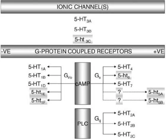 Figura 4 - Classificação, subtipos e mecanismos de transdução dos receptores de 5-HT.  Em  letras minúsculas, receptores cujo papel ainda não foi completamente estabelecido
