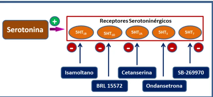 Figura 5  – Mecanismo de ação de fármacos que interagem com o sistema serotononinérgico 