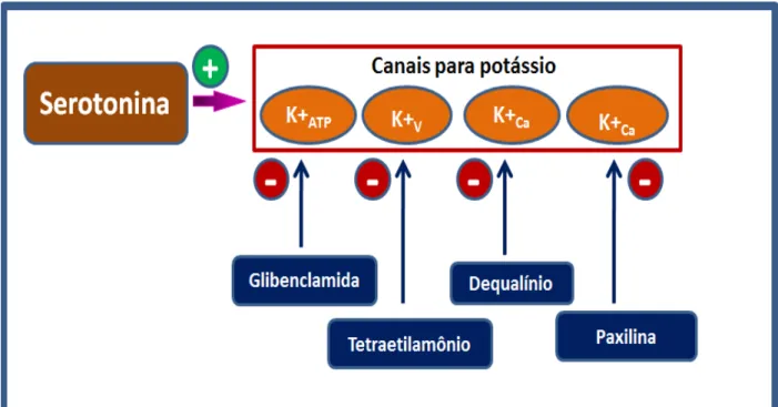 Figura 9  – Mecanismo de ação de fármacos que interagem com os canais para potássio. 