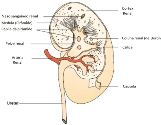 Figura 1 – Anatomia Renal [Adaptado de (Porth, 2010)] 