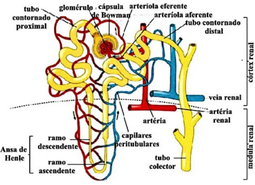 Figura 2  – Anatomia do Nefrónio – [Adaptado de (Southwest)] 
