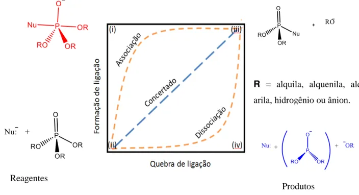 Figura 3. Diagrama bidimensional MFJ utilizado para examinar a clivagem da ligação P-O