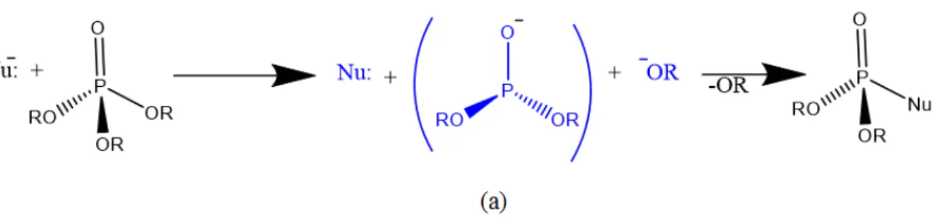 Figura  6. Mecanismo do tipo dissociativo (D N +A N ), para a clivagem da ligação P-OR frente ao 