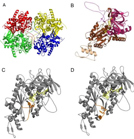 Figure 1.2  Crystal structure of P2Ox from T. multicolor 19 . (A) Homotetramer structure and subunit assembly