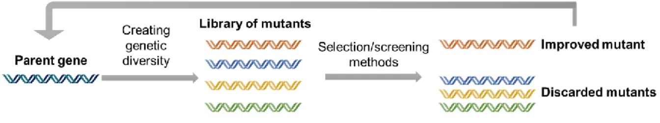 Figure 1.3 Overview of directed evolution of proteins with all steps needed to achieve a desired property: generation  of diversity, the choice of a good method of screening/selection, identification of a variant with an improved property  and repetition o