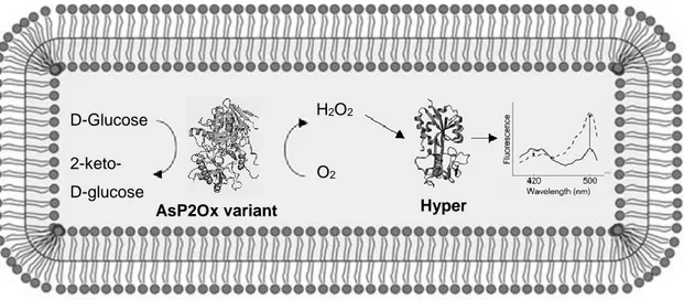 Figure 3.1 Hyper-based screening for in vivo detection of enzymatic H 2 O 2  production