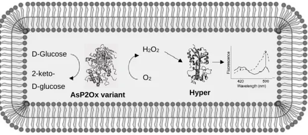 Figure 3.1 Hyper-based screening for in vivo detection of enzymatic H 2 O 2  production