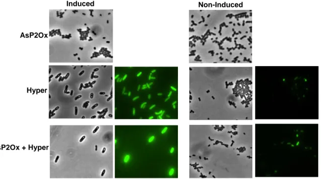 Figure 3.2 Images of induced and non-induced cell cultures obtained by bright-field and fluorescence microscopy  producing  AsP2Ox,  Hyper  and  co-producing  both  proteins  in  the  BL21  star  strain