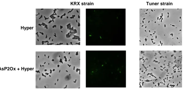 Figure 3.4 Images of cell cultures obtained by bright-field and fluorescence microscopy producing Hyper and co- co-producing both proteins (AsP2Ox and Hyper) in KRX and Tuner strains