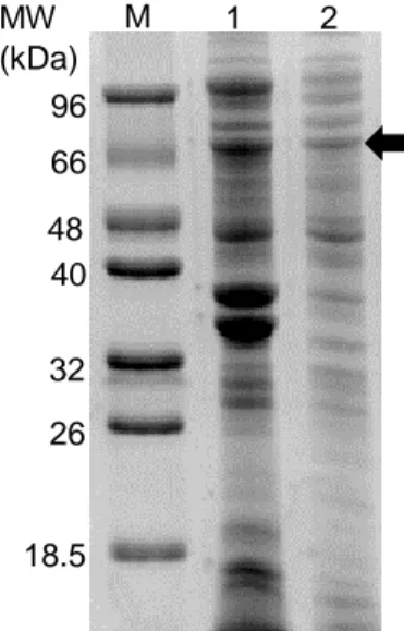 Figure 3.6  SDS-PAGE  performed  with  the  insoluble and  soluble  fractions  of  recombinant E