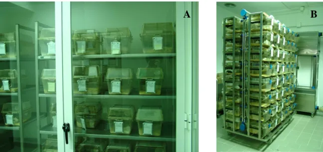Figure 2: Animals housed in static polycarbonate top filtered cages. A: Shelf racks. B: IVC