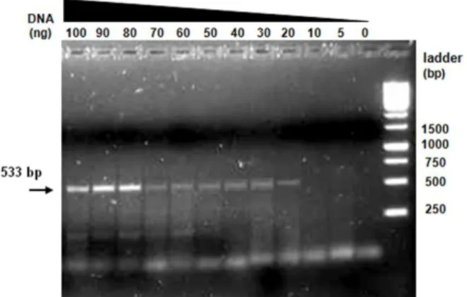 Figure  5:  PCR  amplification  using  different  amounts  of  template  DNA  from  mouse  no.2
