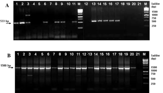 Figure  6:  PCR  amplification  of  fecal  DNA  samples  from  20  different  mice.  Lanes:  1  –  20,  animals  1  to  20  respectively;  21,  no  template  DNA;  M,  1kb  DNA  ladder