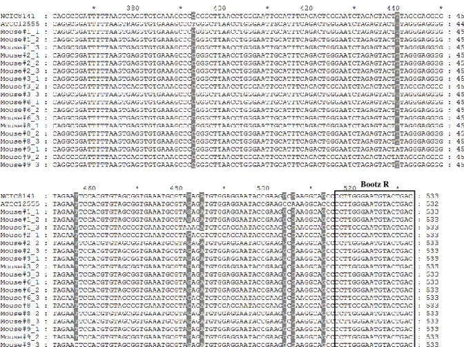 Figure  7:  Multiple  alignment  of  the  533  bp  sequenced  fragments  and  reference  strains  P