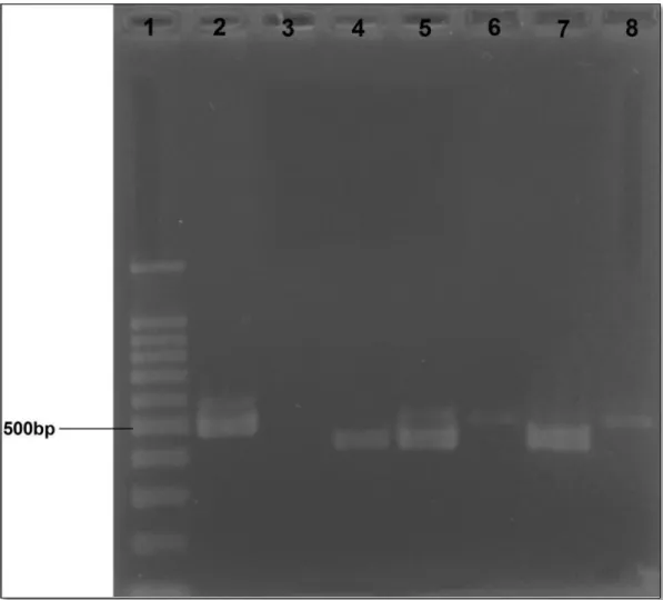 Tabela 11: Origem, número dentro do grupo de pesquisa, espécie, sexo, peso, condição de  carnes,  e  respectivas  amostras  dos  animais  positivos  na  PCR  para  detecção  de  Mycoplasma spp