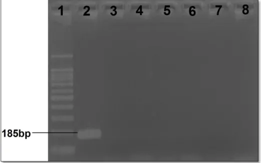 Figura 9: Resultado de PCR para detecção de Mycoplasma gallisepticum; 1 - Marcador de  peso  molecular  (100bp 18 );  2  -  Controle  positivo  (vacina  comercial 19 );  3  -  Controle  negativo  (água  miliQ);  4,  5,  6,  7  e  8  -  Amostras  negativas 