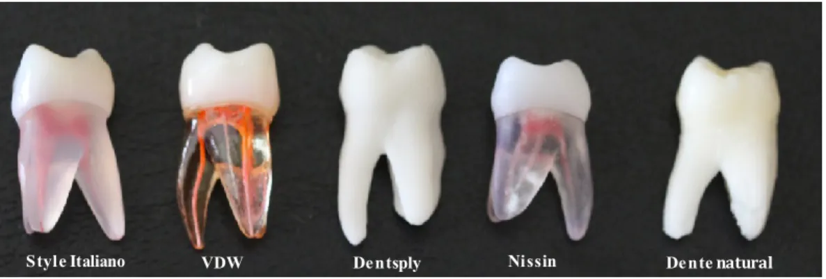 Figura 14  - Imagem  das réplicas de dentes das quatro marcas utilizadas e do dente natural extraído
