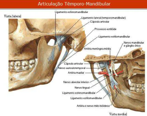 Figura 1: Estruturas ósseas e ligamentares que compõem a articulação temporo-mandibular (NETTER, 