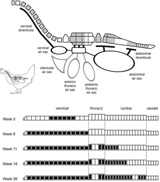 Figure  2.  Pneumatization  of  the  vertebral  column  in  the  chicken  (Gallus  gallus)