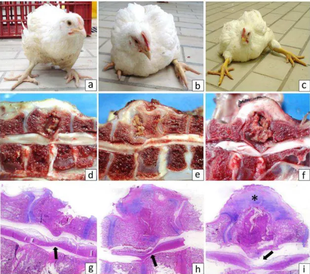 Figure 1. Broilers with different degrees of vertebral osteomyelitis. In broiler with (a) mild, (b) moderate  and  (c)  marked  signs