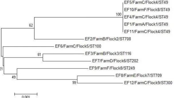 Figure 1. Evolutionary relationships among the concatenated sequences of the identified sequence types  of E