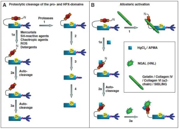 Figura  3.  Ativação  proteolítica  e  alostérica  de  MMPs.  A:  Clivagem 