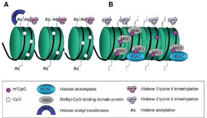 Figura  6.  Estrutura  da  cromatina  ativa  e  inativa  na  região  promotora  do  gene