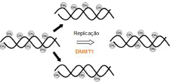 Figura  7.  Esquema  da  metilação  de  manutenção.  As  duas  fitas  de  DNA,  inicialmente 