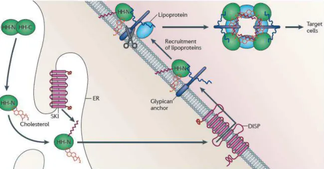 Figura  10.  Modificação  lipídica  e  secreção  da  proteína  Hedgehog.  No  retículo  endoplasmático,  a  proteína  Hedgehog  (HH)  sofre  um  processo  de  auto-clivagem  e  modificação  bi-lipídica