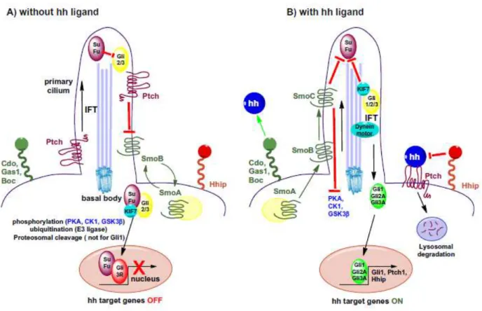 Figura 11. Mecanismo de sinalização da via Hedgehog. (A) Na ausência do ligante HH, 