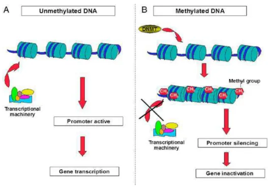 Figura 2- A influência da metilação do DNA na expressão gênica. Fonte: CARDOSO et al., 2010
