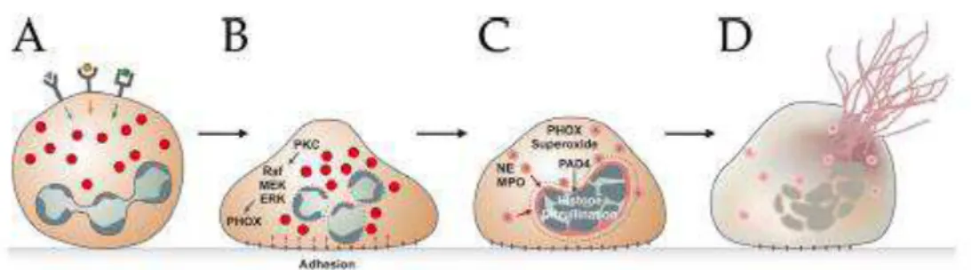 Figura  1:  Representação  esquemática  da  via  da  Netose.  (A)  Após  a  estimulação  dos  receptores,  (B)  os  neutrófilos  aderem  ao  substrato  (C)  e  mobilizam  grânulos  contendo  proteínas como, por exemplo, mieloperoxidase