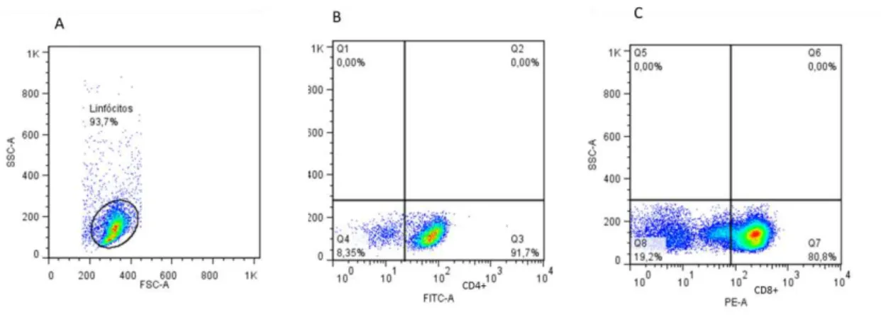 Figura 10:  Avaliação da pureza da  separação de linfócitos T por citometria de fluxo: As  CMSP  foram  plaqueadas  para  adesão  dos  monócitos  a  37ºC  por  1  hora  e  os  linfócitos  foram  recuperados  do  sobrenadante