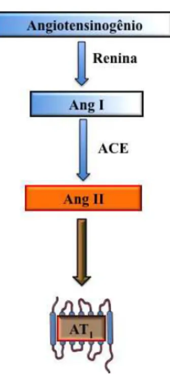 Figura  1.  Ilustração  do  sistema  renina-angiotensina  mostrando  a  via  “classica”  de  formação  da  angiotensina  II  e  seu  receptor