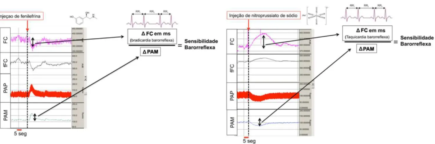 Figura  4.  Avaliação  da  sensibilidade  barorreflexa  em  traçado  de  registro  da  frequência cardíaca, FC; frequência cardíaca filtrada, fFC; Pressão arterial de pulso,  PAP  e  pressão  arterial  média,  PAM