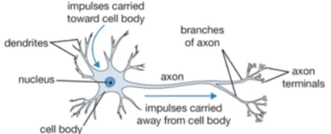 Figure 6 – Biological Neuron (Karpathy, n.d.)  