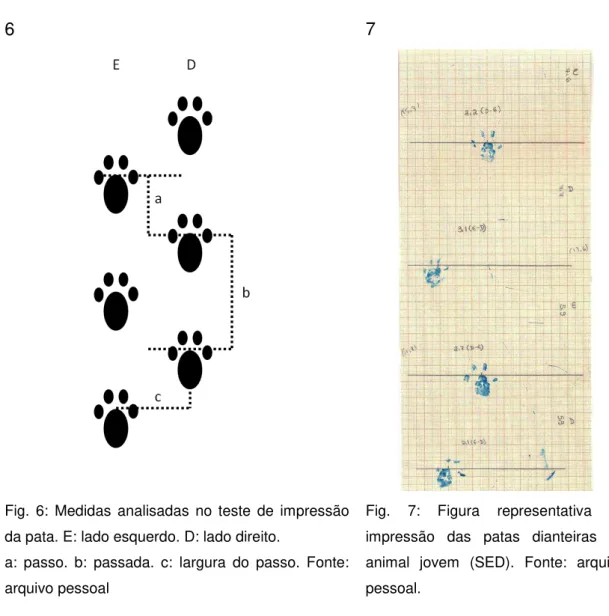 Fig.  6:  Medidas  analisadas  no  teste  de  impressão  da pata. E: lado esquerdo. D: lado direito