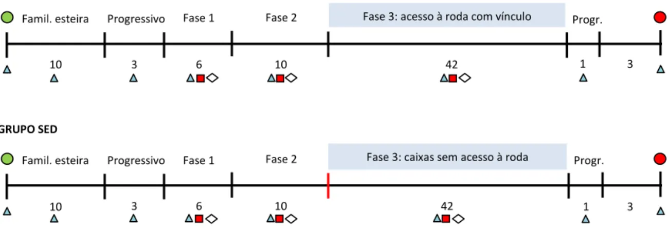 FIGURA  5:  Descrição  da  sequência  temporal  dos  procedimentos  realizados  nos  grupos  com  vínculo  (CV), sedentários (SED) e sem vínculo (SV)