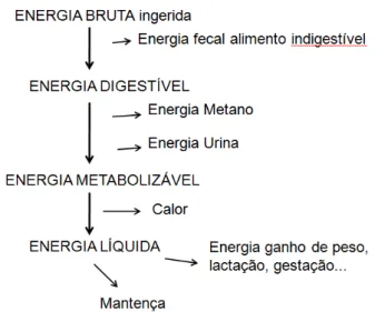 Figura 1 – Fluxograma da energia no organismo animal (Adaptado de Ferrell e Oltjen, 2008)