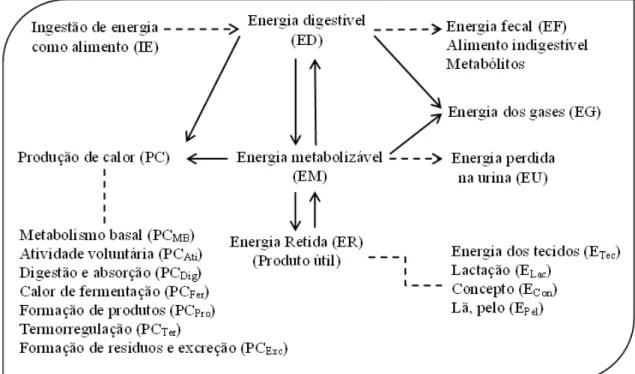 Figura 1. Fluxo de energia. Fonte: Adaptado do NRC (1981). 