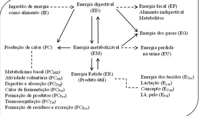 Figura 1. Fluxo de energia. Fonte: Adaptado do NRC (1981). 