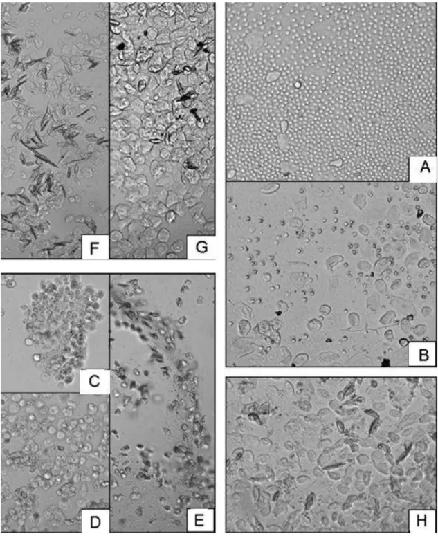 Figura 6 – Representação do esfregaço vaginal (Goldman et al., 2007) – Painéis A e B - Diestro: aparecem pequenos  leucócitos (A), podendo ou não conter outros tipos celulares (B); C, D e E  - Proestro: células em cachos com aparência  granular;  F  e  G  