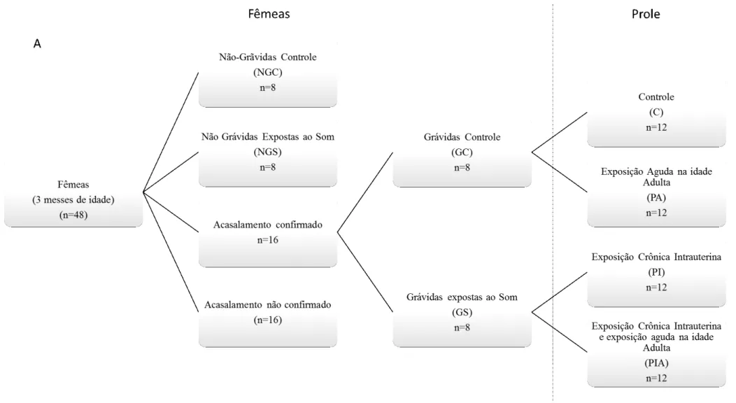 Figura 7A  – Grupos experimentais das fêmeas e da prole. As fêmeas dos grupos NGS e GS foram submetidas à exposição crônica ao som de 22 kHz e os ratos machos  da prole, foram expostos durante a fase adulta (grupo PA) e durante a fase intrauterina e adulta